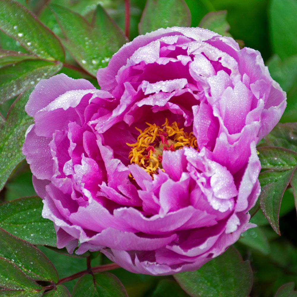 Paeonia suffruticosa 'Kamata Fuji' - Tree Peony