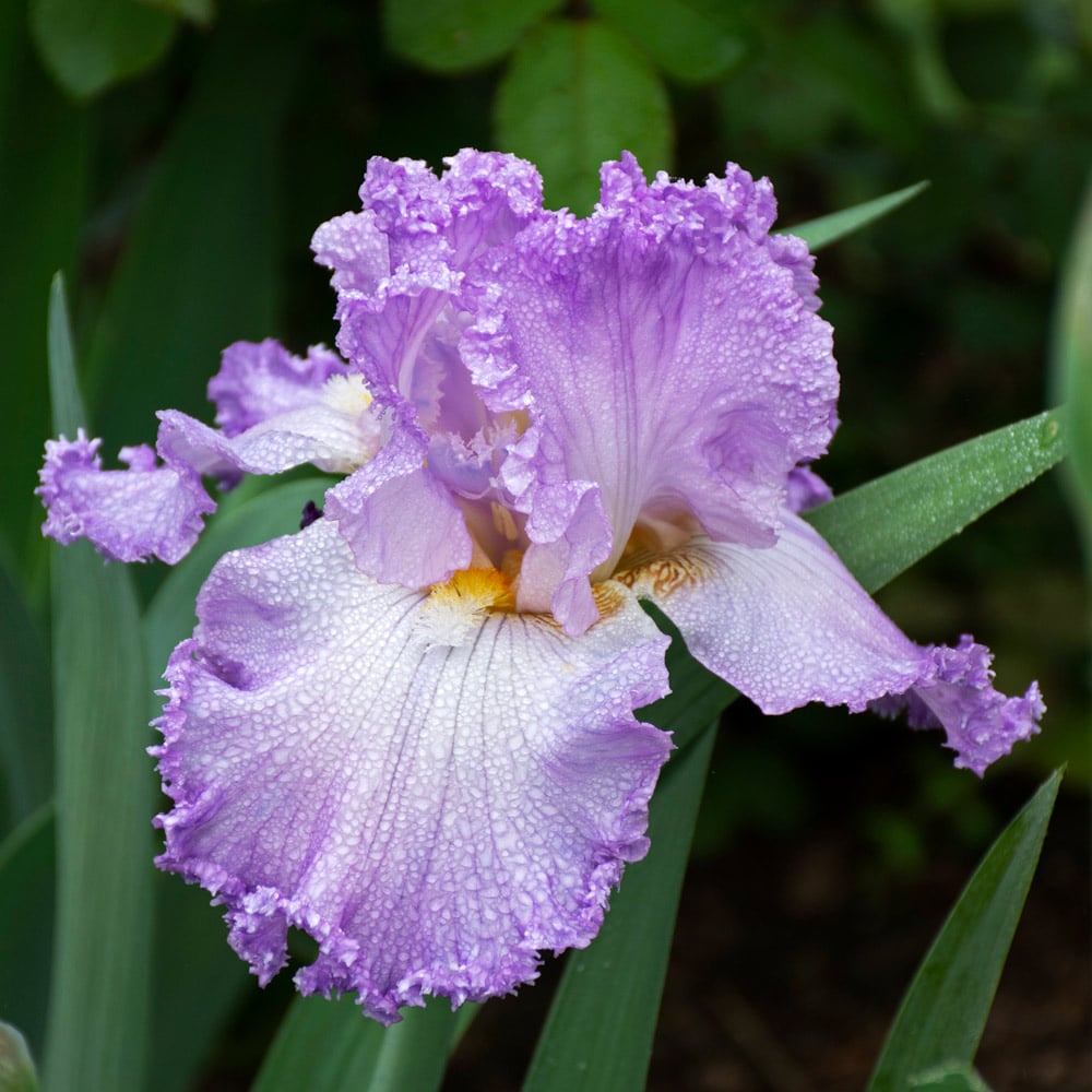 Iris germanica 'Mayberry'