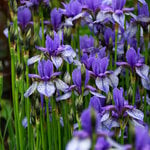  Iris sibirica 'Flight of Butterflies'