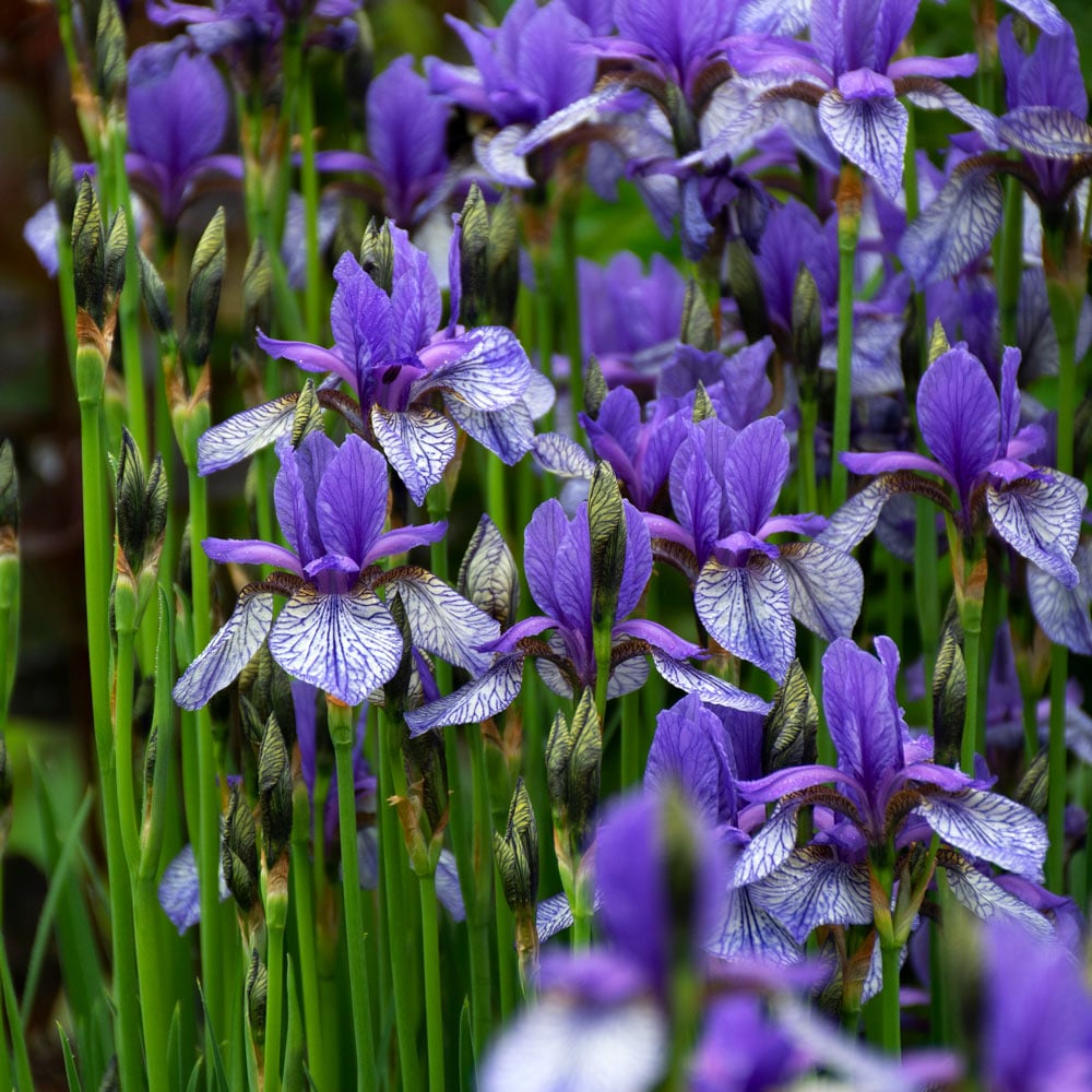 Iris sibirica 'Flight of Butterflies'