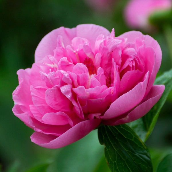 Peony 'Carnation Bouquet' White Flower Farm