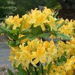  Azalea 'Sea Breeze'