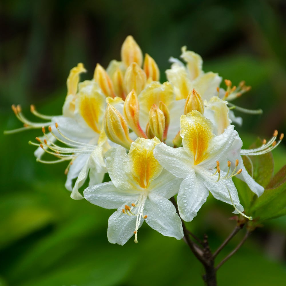 Azalea 'Northern Hi-Lights'