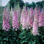  Delphinium elatum 'Million Dollar Blush'