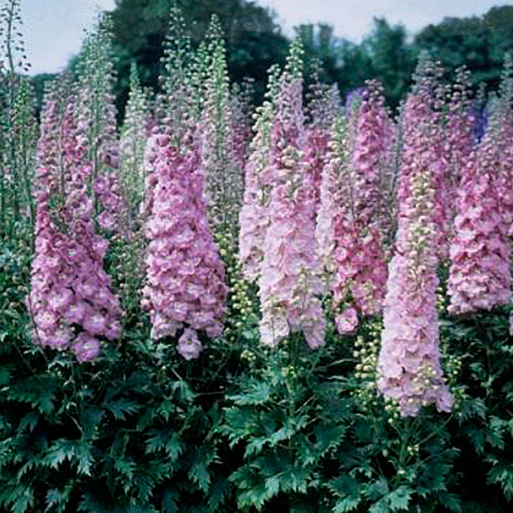 Delphinium elatum 'Million Dollar Blush'