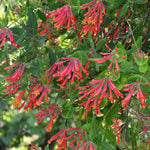  Lonicera sempervirens 'Major Wheeler'