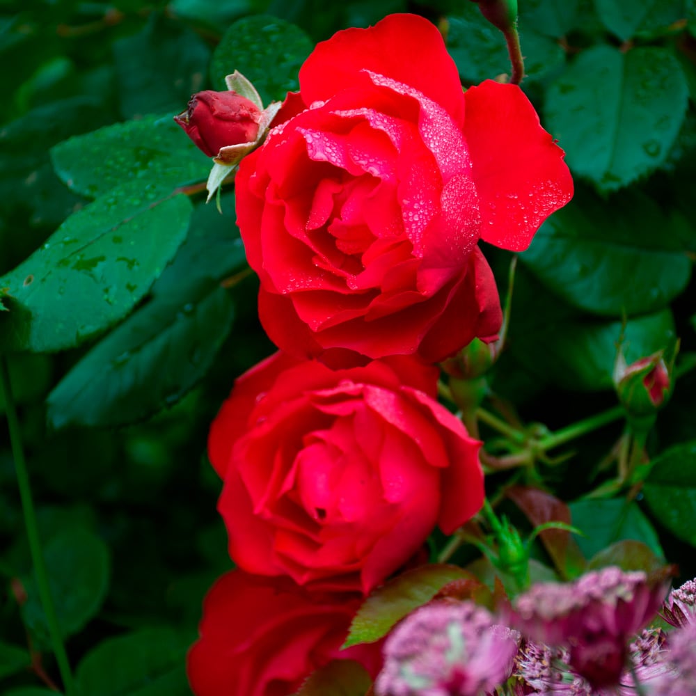 Rose Oso Easy® Double Red