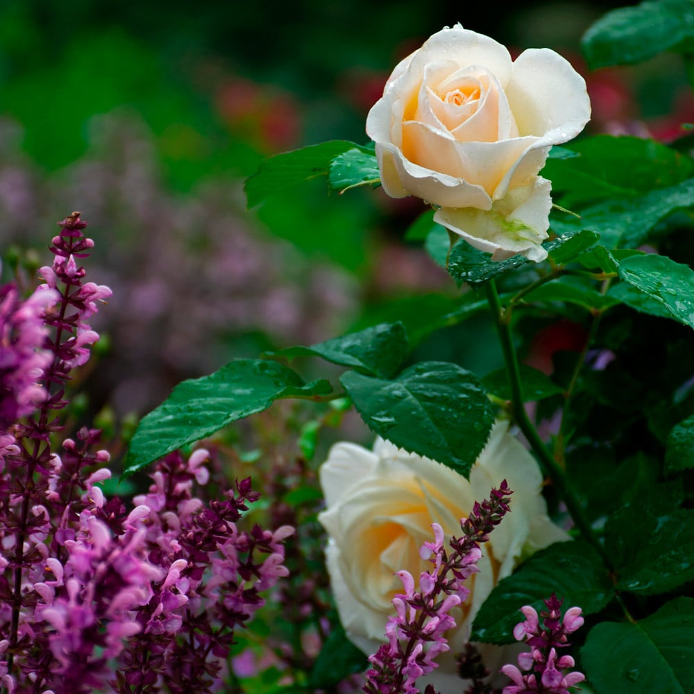 Rose Easy Spirit™ White Flower Farm