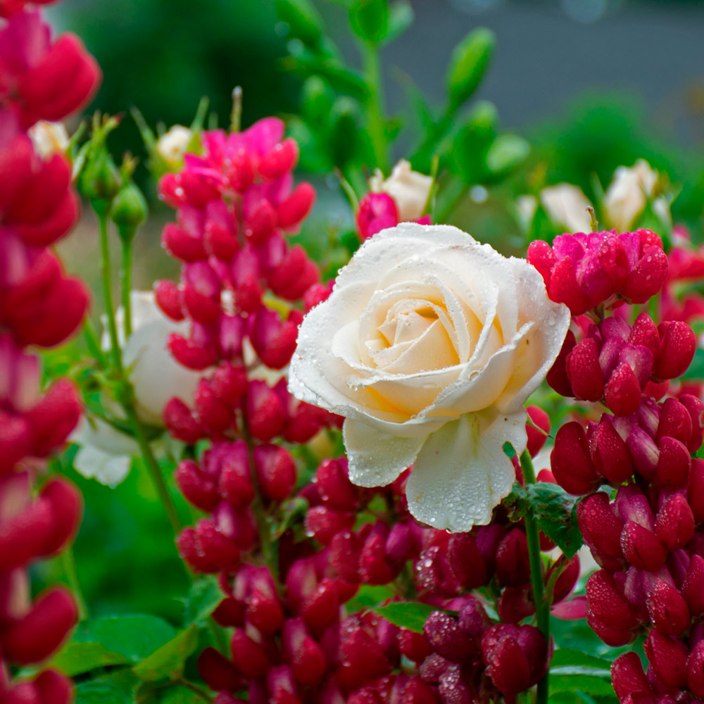 Rose Easy Spirit™ White Flower Farm