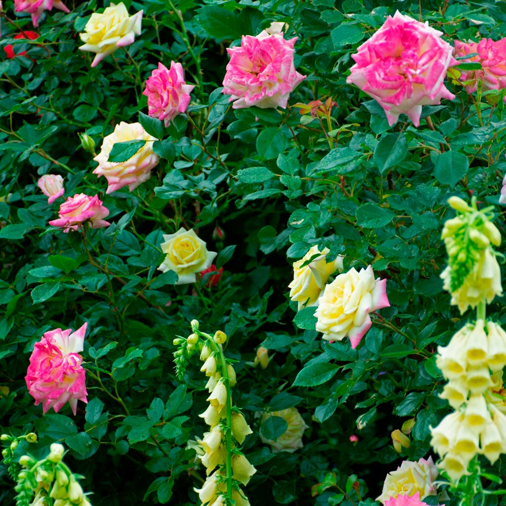 Rose Easy Elegance® Music Box White Flower Farm