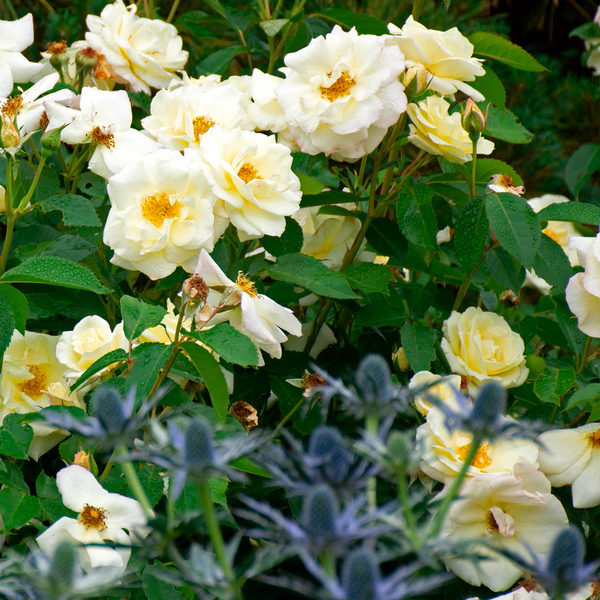 Rose Easy Elegance® Macy's Pride White Flower Farm