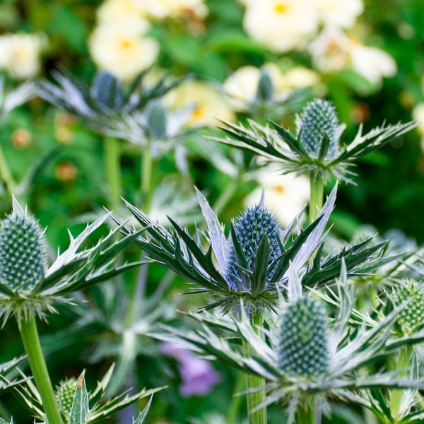 Eryngium zabelii 'Big Blue' White Flower Farm