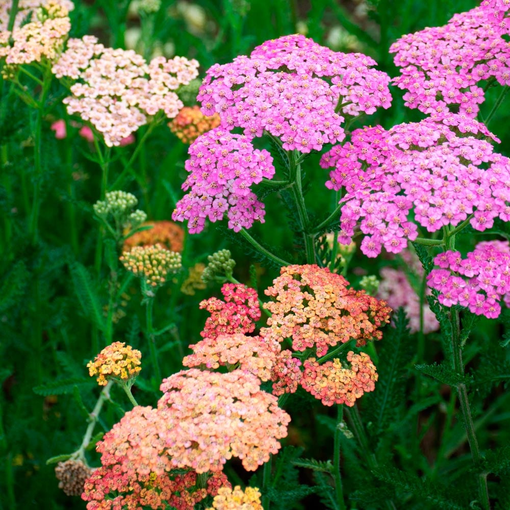 Achillea millefolium Colorado Mix