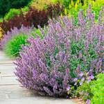  Nepeta 'Walker's Low'