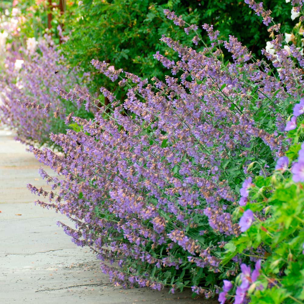 Nepeta 'Walker's Low' White Flower Farm