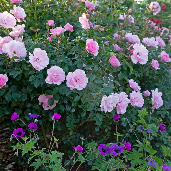 Rose Bonica® White Flower Farm