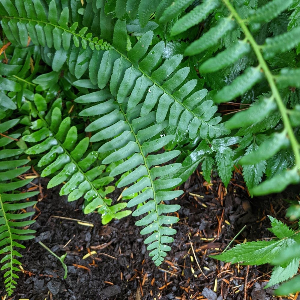 Christmas fern on sale