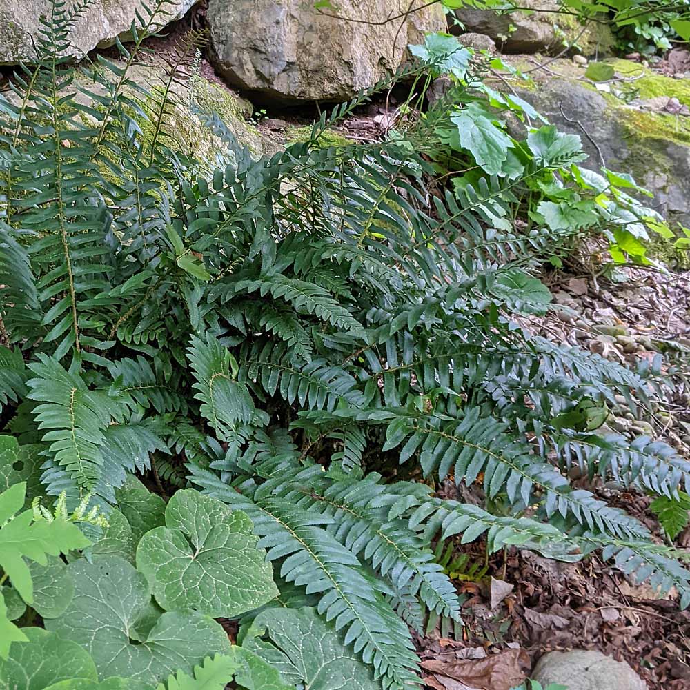 Polystichum acrostichoides - Christmas Fern