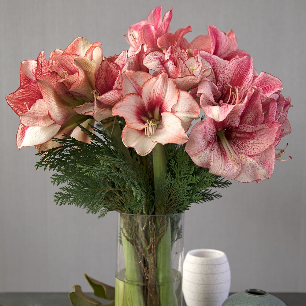 Cut Amaryllis Bouquets