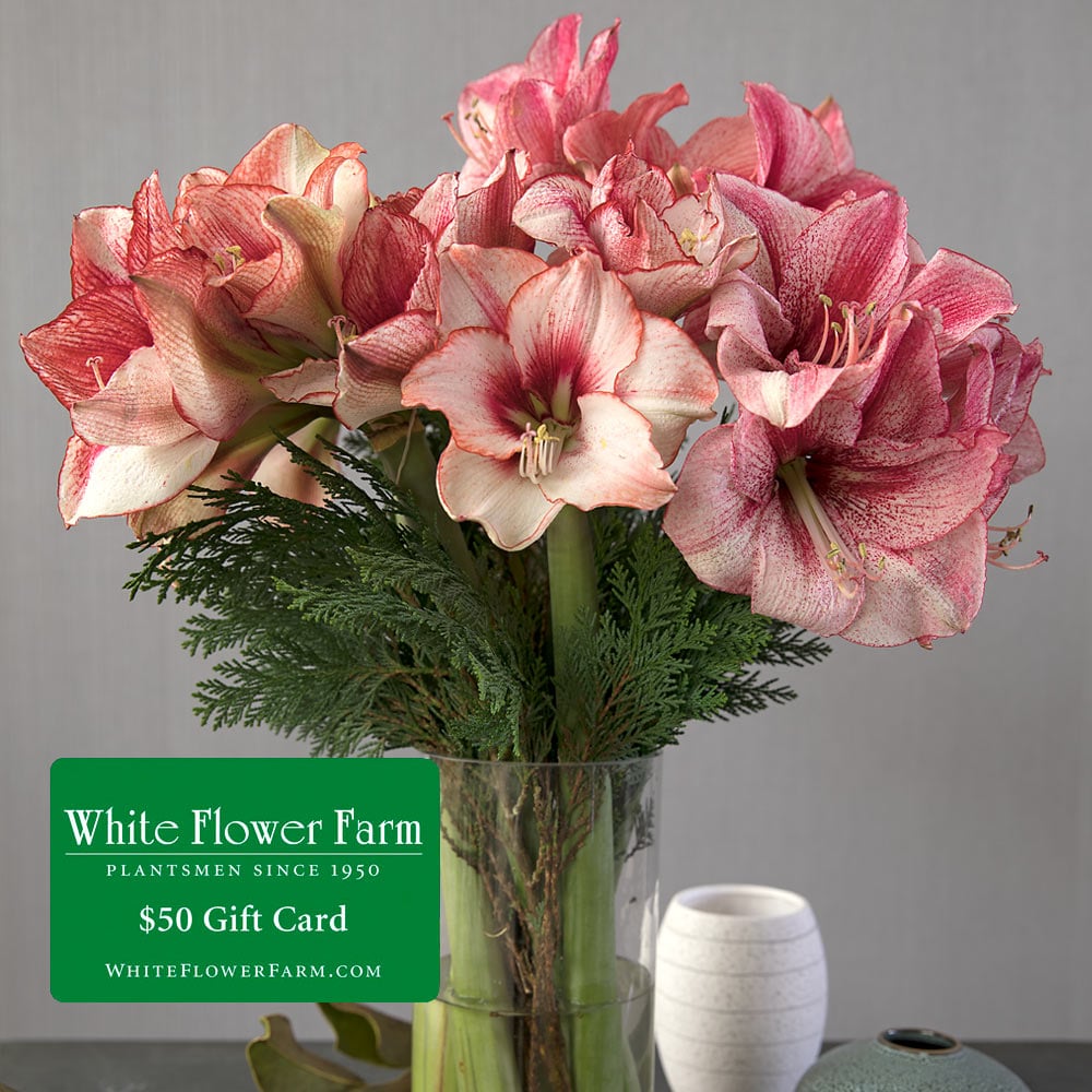 Amaryllis 'Showmaster' Bouquet