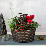  Sugar Plum Dish Garden Kit