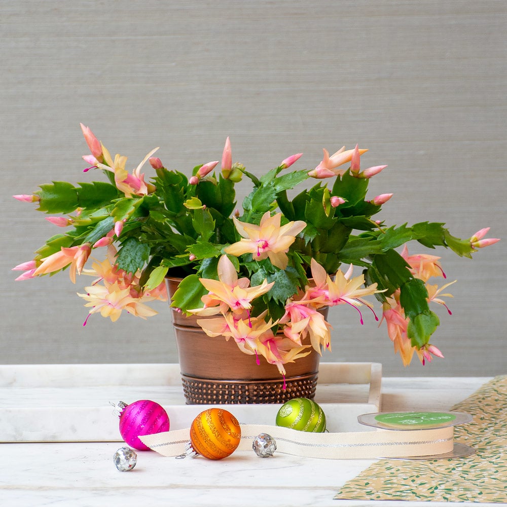 Holiday Cactus 'Limelight Dancer'