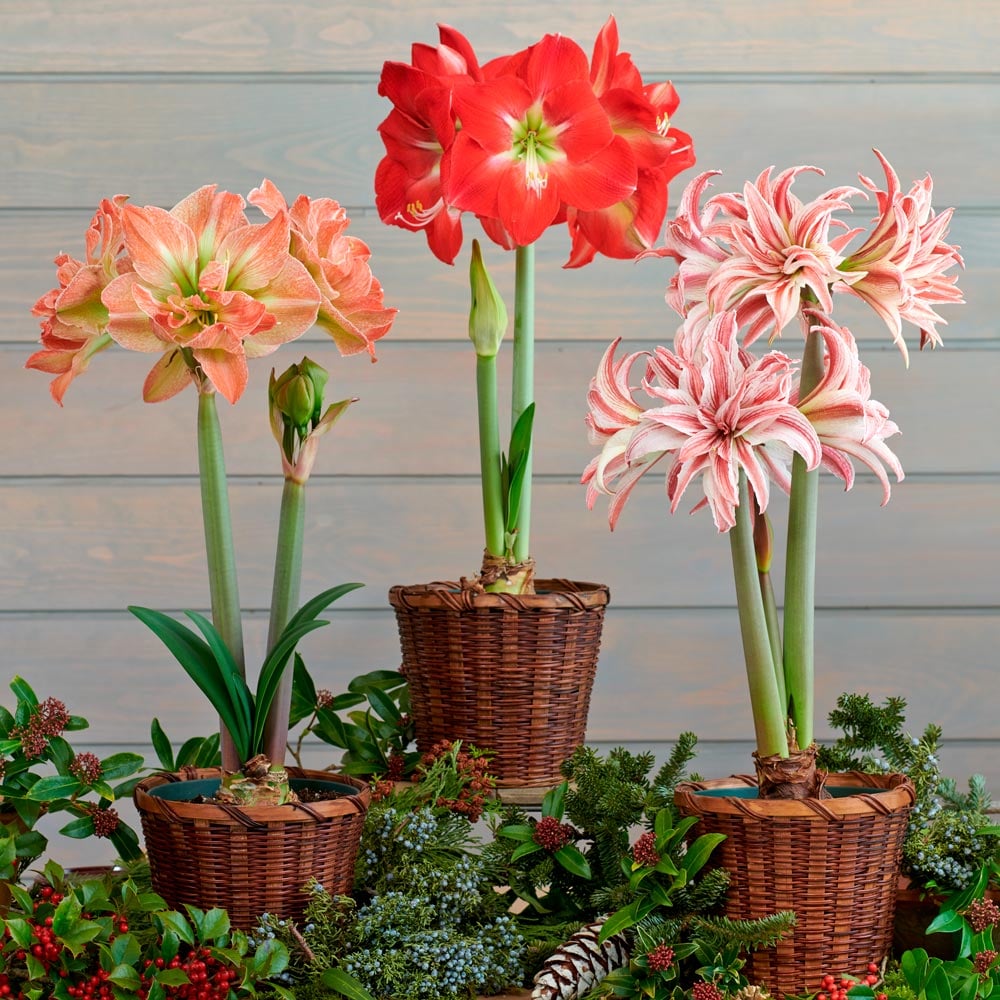 Sugar & Spice Amaryllis Trio