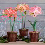 Amaryllis in Baskets