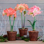  Fancy Nymph Amaryllis Trio, 3 bulbs in woven baskets