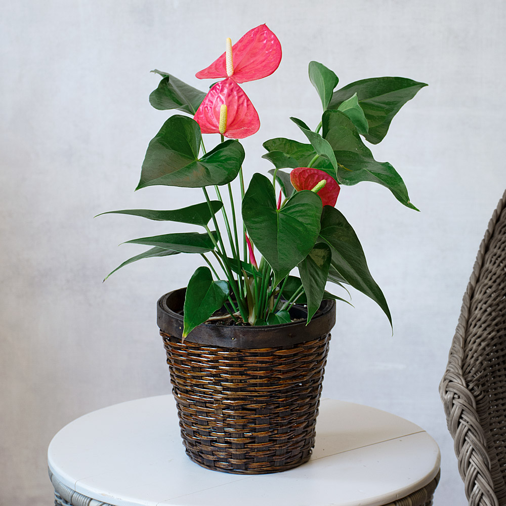 Pink Anthurium in basket | White Flower Farm