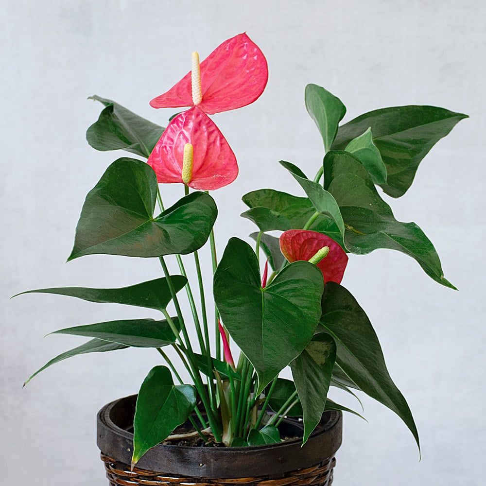 Pink Anthurium in basket