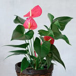 June - Pink Anthurium