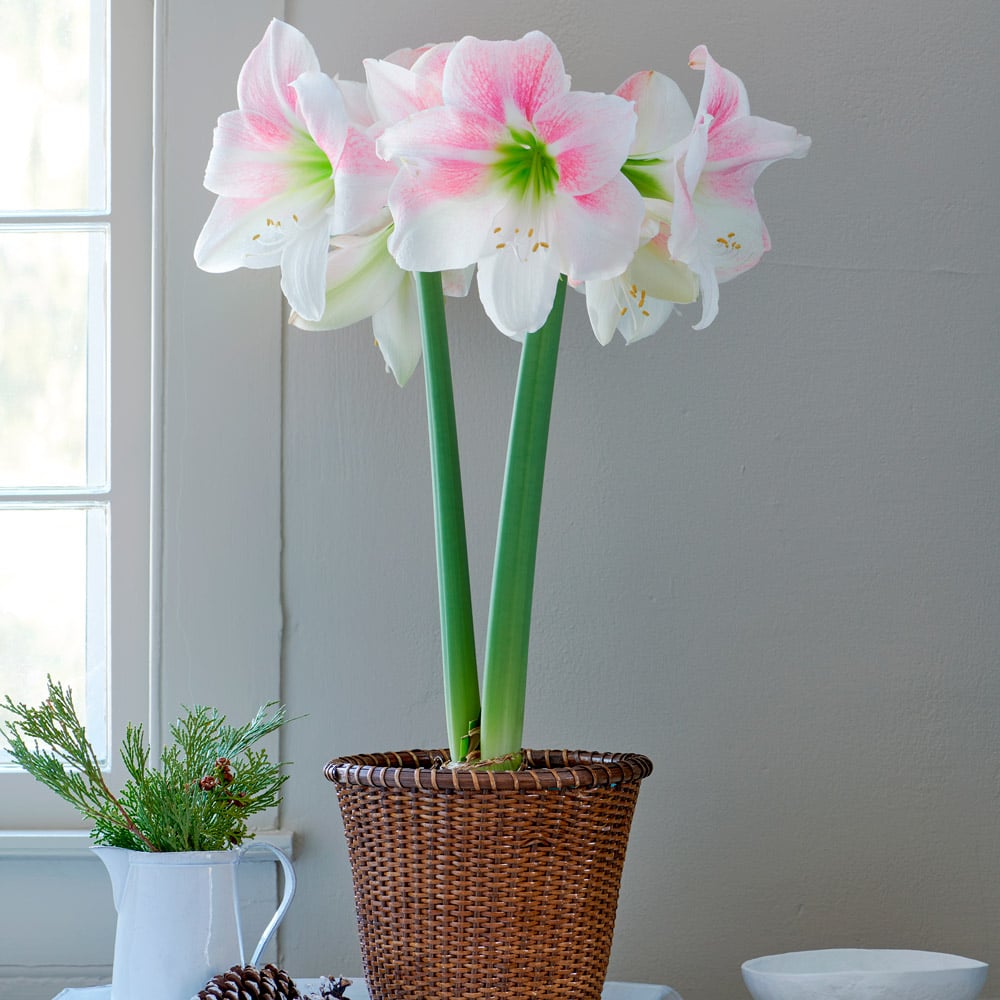 Amaryllis Rosy Star | White Flower Farm