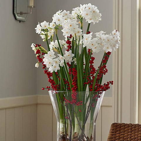 How to Care for Paperwhites Planted in Soil or Water