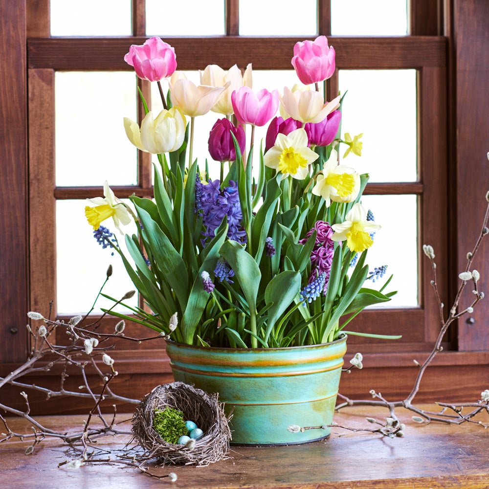 Ode to joy bulb collection white flower farm