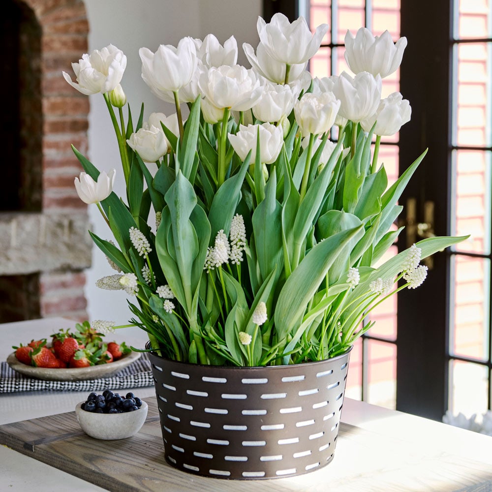 Moonlight Sonata Bulb Collection in large metal cachepot