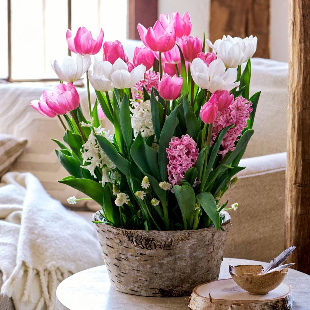 Peppermint Forest Bulb Garden in large Birch basket