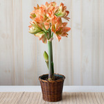  Amaryllis 'Exotic Nymph,' one bulb in woven basket