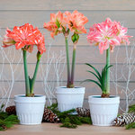  Amaryllis Fancy Nymph Trio