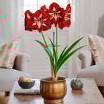  Amaryllis 'Barbados'