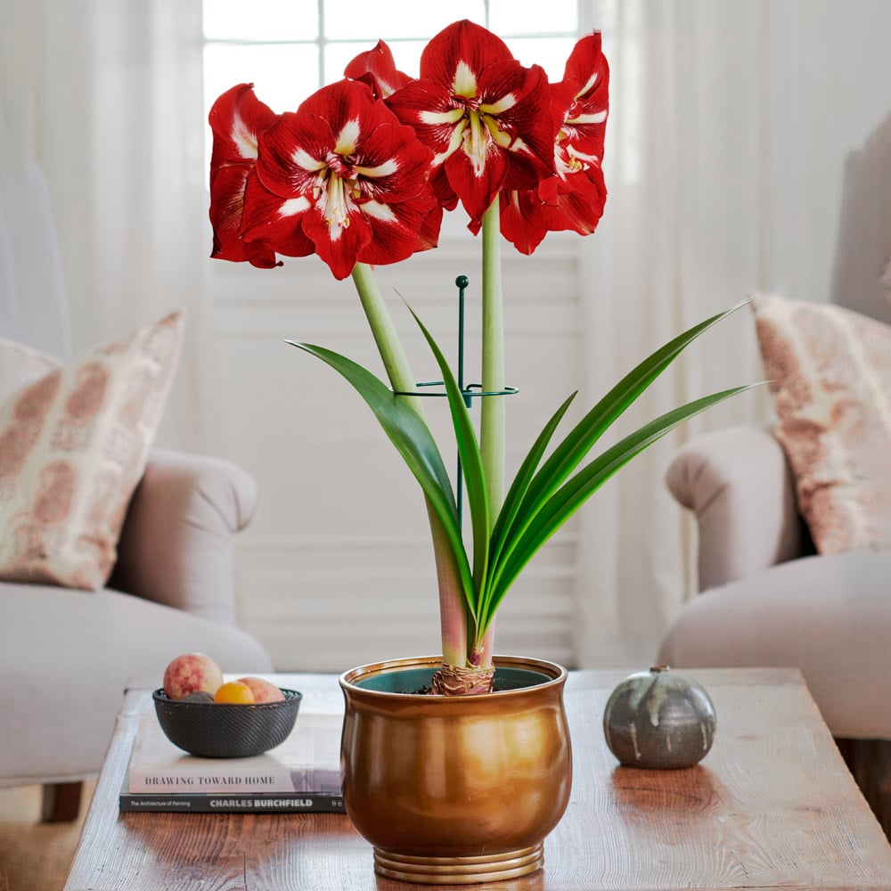 Amaryllis 'Barbados'