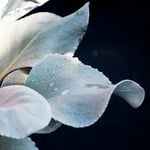  Senecio candicans Angel Wings®