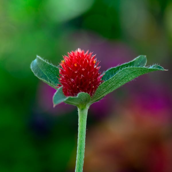 Gomphrena globosa 'Strawberry Fields' | White Flower Farm