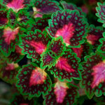  Coleus Lava™ Rose