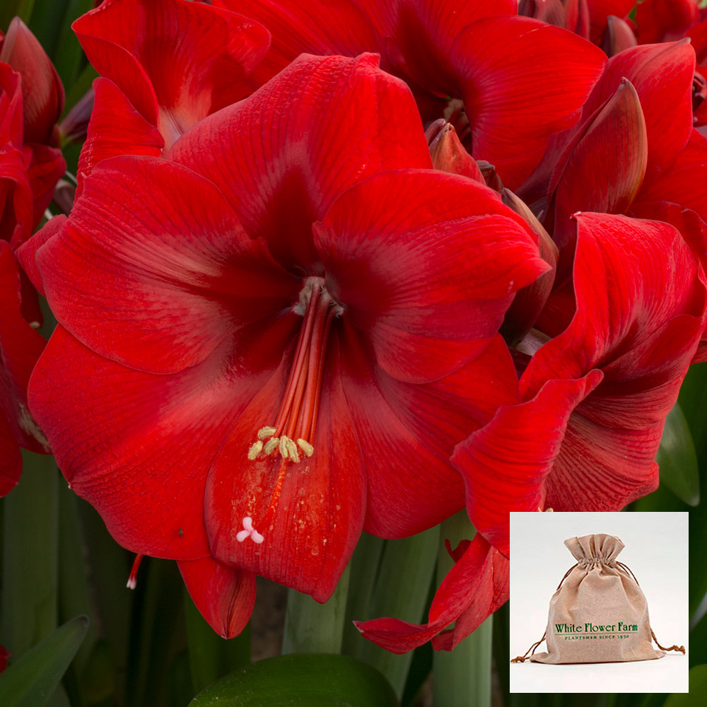 Amaryllis 'Fireball,' one bulb in linen bag