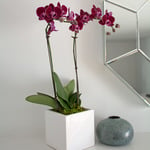  Burgundy Compact Moth Orchids in 5