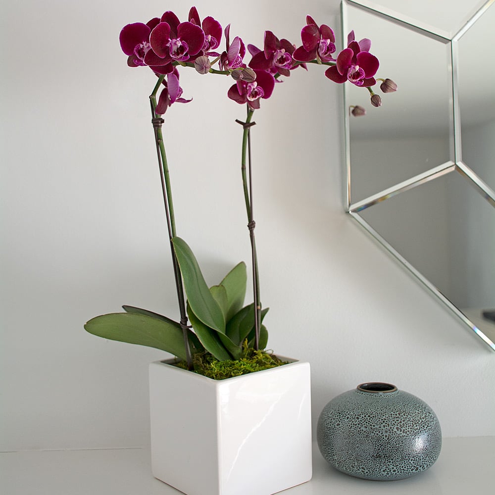 Burgundy Compact Moth Orchids in 5