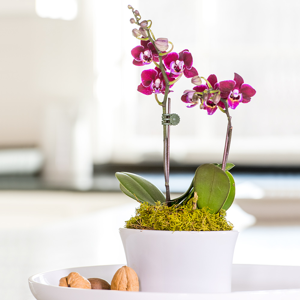 Deep Red Mini Moth Orchids in ceramic cachepot