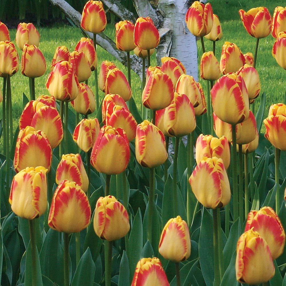 BestSelling Tulips White Flower Farm