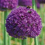 Flowering Onion